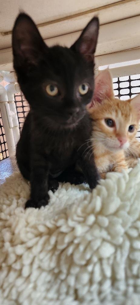 KITTEN 27911 (DOT) - Domestic Short Hair available for adoption