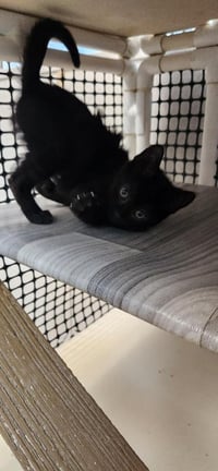 Kitten 27911 (Dot) - Photo 3