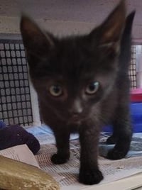 Kitten 27911 (Dot) - Photo 4