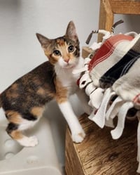 Kitten 28032 (June) - Photo 1