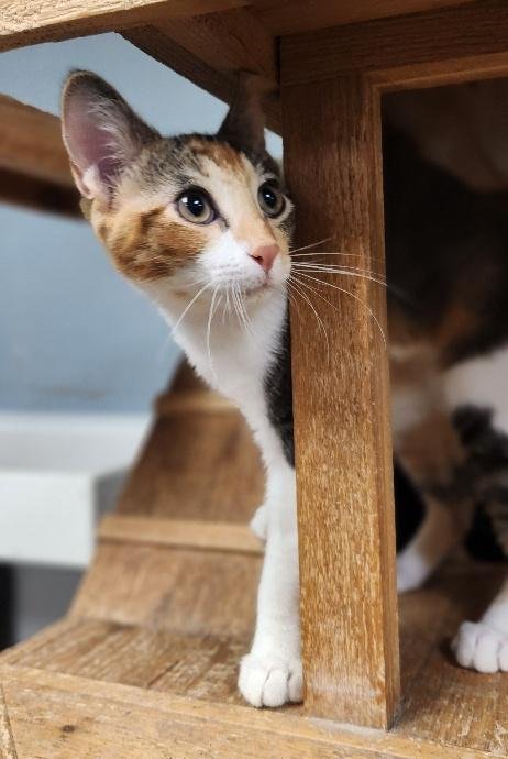 KITTEN 28032 (JUNE) - Calico available for adoption