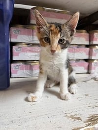 Kitten 28032 (June) - Photo 4