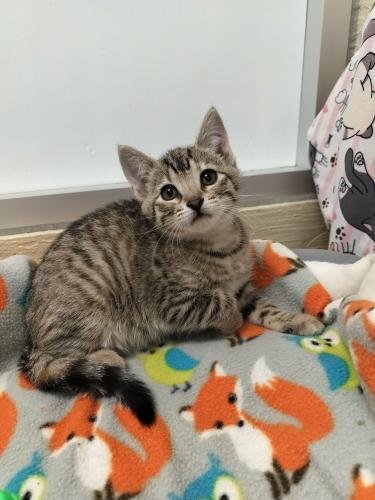 SYBIL - Tabby available for adoption