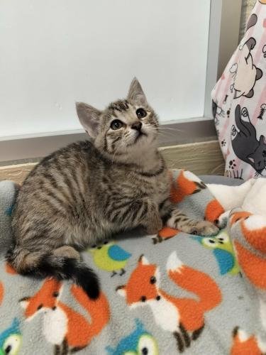 SYBIL - Tabby available for adoption