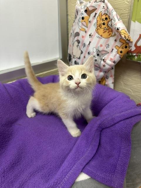 TOULOUSE - Domestic Short Hair available for adoption