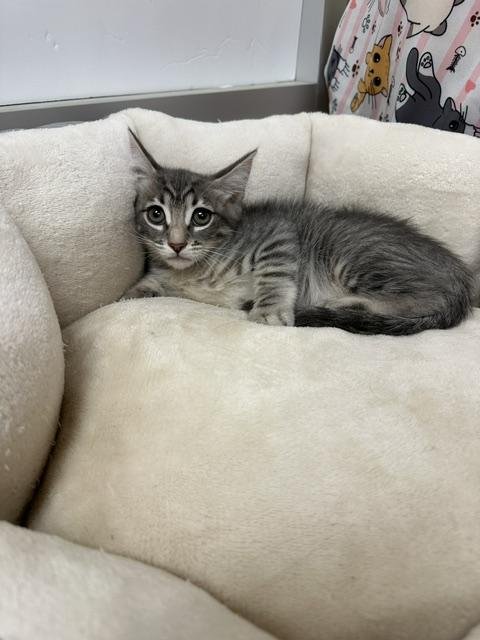 MARTINI - Tabby available for adoption