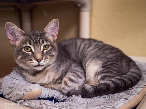 MARTINI - Tabby available for adoption