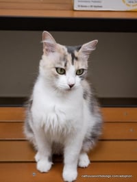 Delilah - Photo 3