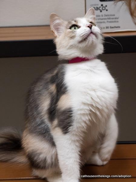 DELILAH - Dilute Calico / Maine Coon available for adoption