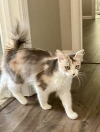 Delilah - Photo 4