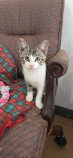 NINJA - Tabby available for adoption