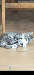 NINJA - Tabby available for adoption