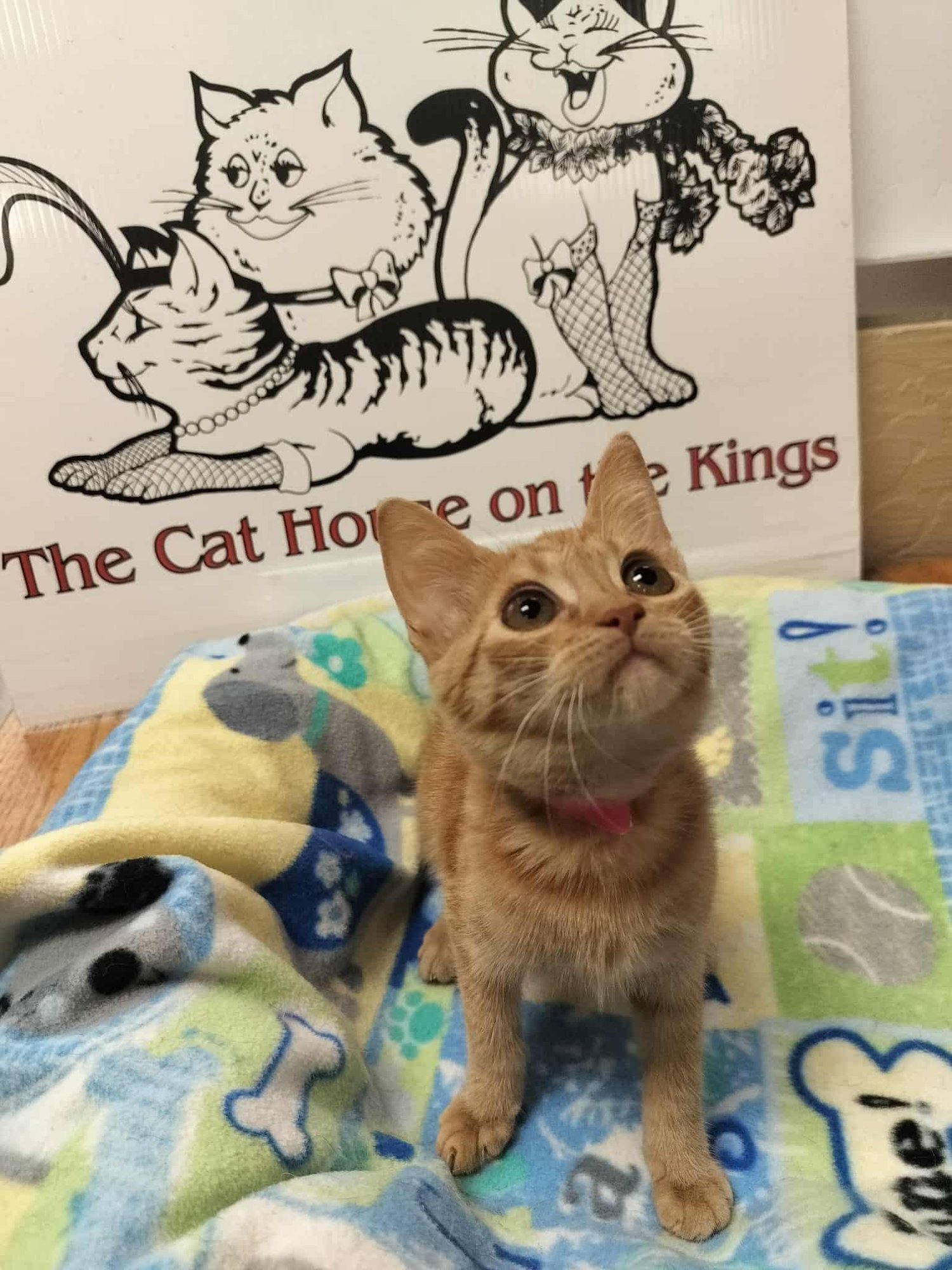 FRESCA - Tabby available for adoption