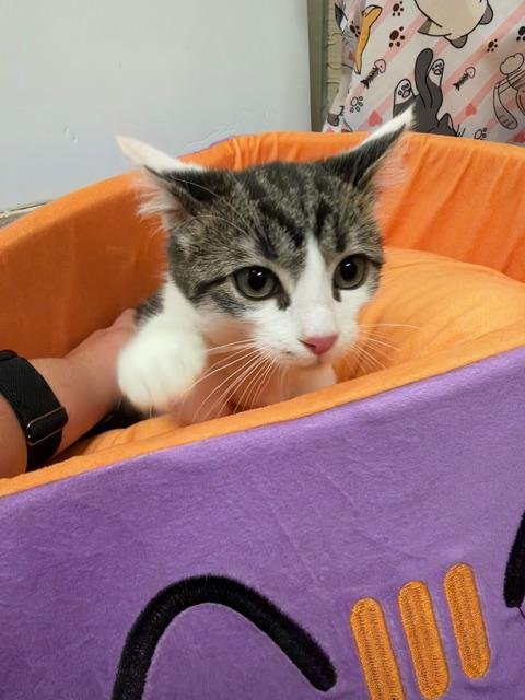 PETE - Tabby available for adoption