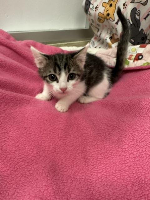 PETE - Tabby available for adoption