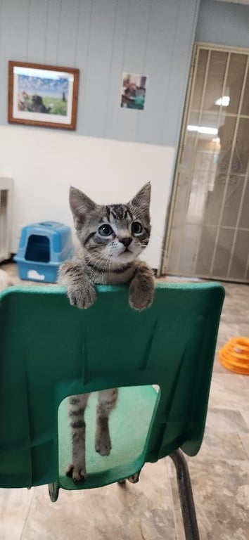 Kitten 27833 (Timmy) Image