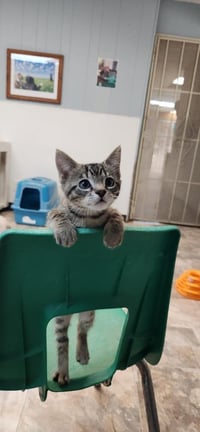 Kitten 27833 (Timmy) - Photo 1