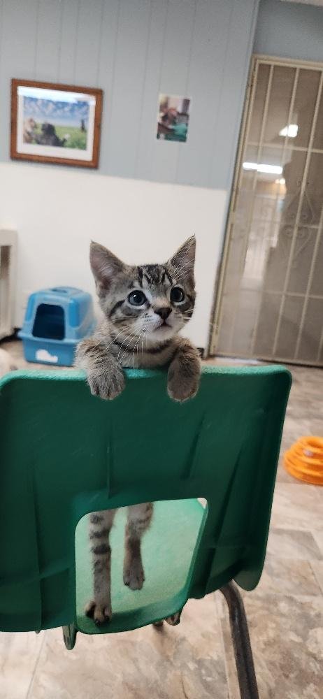 KITTEN 27833 (TIMMY) - Tabby available for adoption