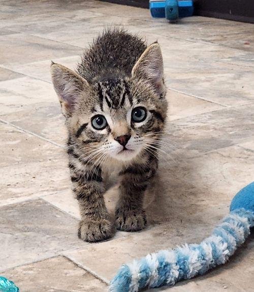 KITTEN 27833 (TIMMY) - Tabby available for adoption