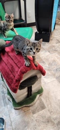 Kitten 27833 (Timmy) - Photo 3