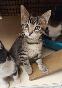 Kitten 27833 (Timmy) - Photo 4