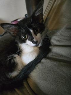 LUXURY - Maine Coon available for adoption