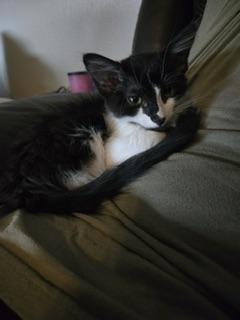 LUXURY - Maine Coon available for adoption