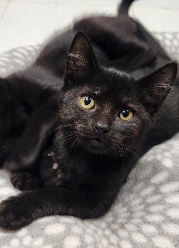 KITTEN 28221 (TEDDY) - Domestic Short Hair available for adoption
