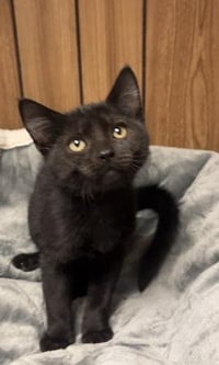 Kitten 28221 (Teddy) - Photo 4