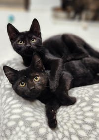 Kitten 28221 (Teddy) - Photo 3