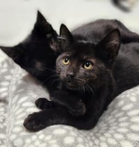 Kitten 28221 (Teddy) - Photo 2