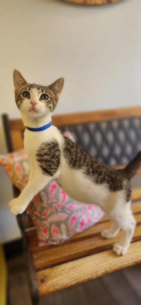 KITTEN 28064 (WAFFLE) - Tabby available for adoption