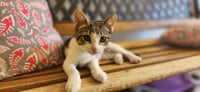 Kitten 28064 (Waffle) - Photo 3