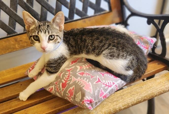 Kitten 28064 (Waffle) Image