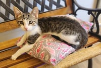 Kitten 28064 (Waffle) - Photo 1