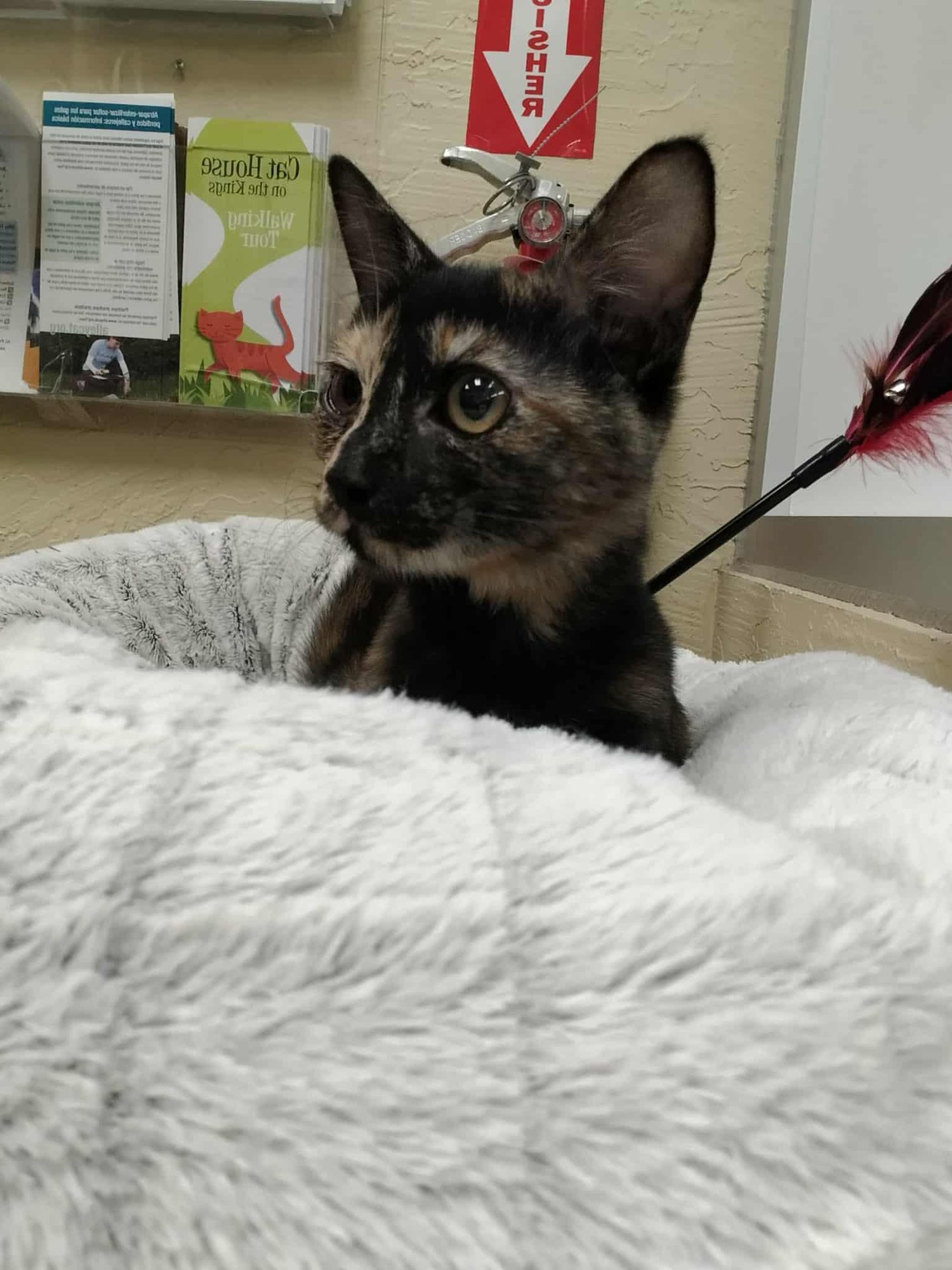 SABLE - Tortoiseshell available for adoption