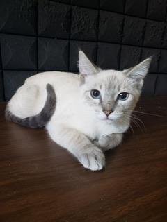 LUNA - Siamese available for adoption