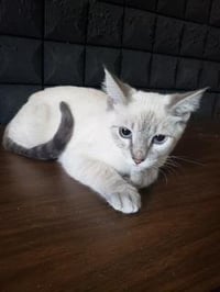 Luna - Photo 3