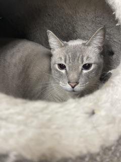 LUNA - Siamese available for adoption