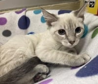 Luna - Photo 4