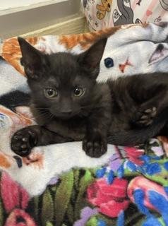 REMY - Domestic Short Hair available for adoption