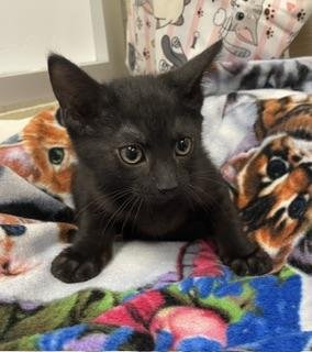 REMY - Domestic Short Hair available for adoption