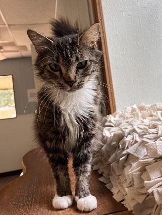 MOM CAT 27862 (BIG MAMA) - Maine Coon available for adoption