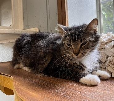 MOM CAT 27862 (BIG MAMA) - Maine Coon available for adoption