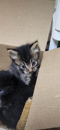 Kitten 27800 (Tostada) - Photo 4