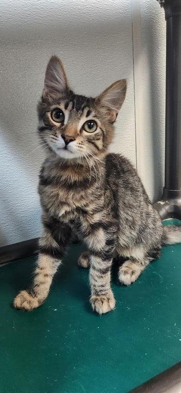 Kitten 27800 (Tostada) Image