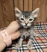 Kitten 27800 (Tostada) - Photo 3