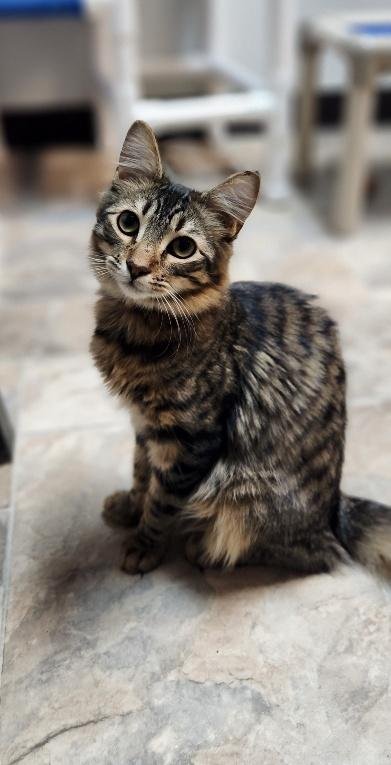 CAT 27800 (TOSTADA) - Domestic Medium Hair available for adoption