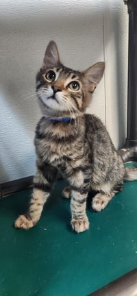 Kitten 27800 (Tostada) - Photo 2