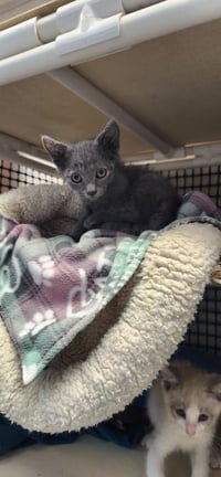 Kitten 27999 (Freddy) - Photo 3